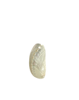 White Abalone Shell