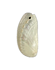 White Abalone Shell natural full edit on transparent background