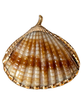 Tan Scallop Shell Charm transparent charm image