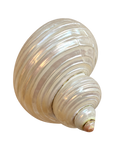 Turbo Shell Charm transparent charm image