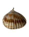 Tan Scallop Shell Charm