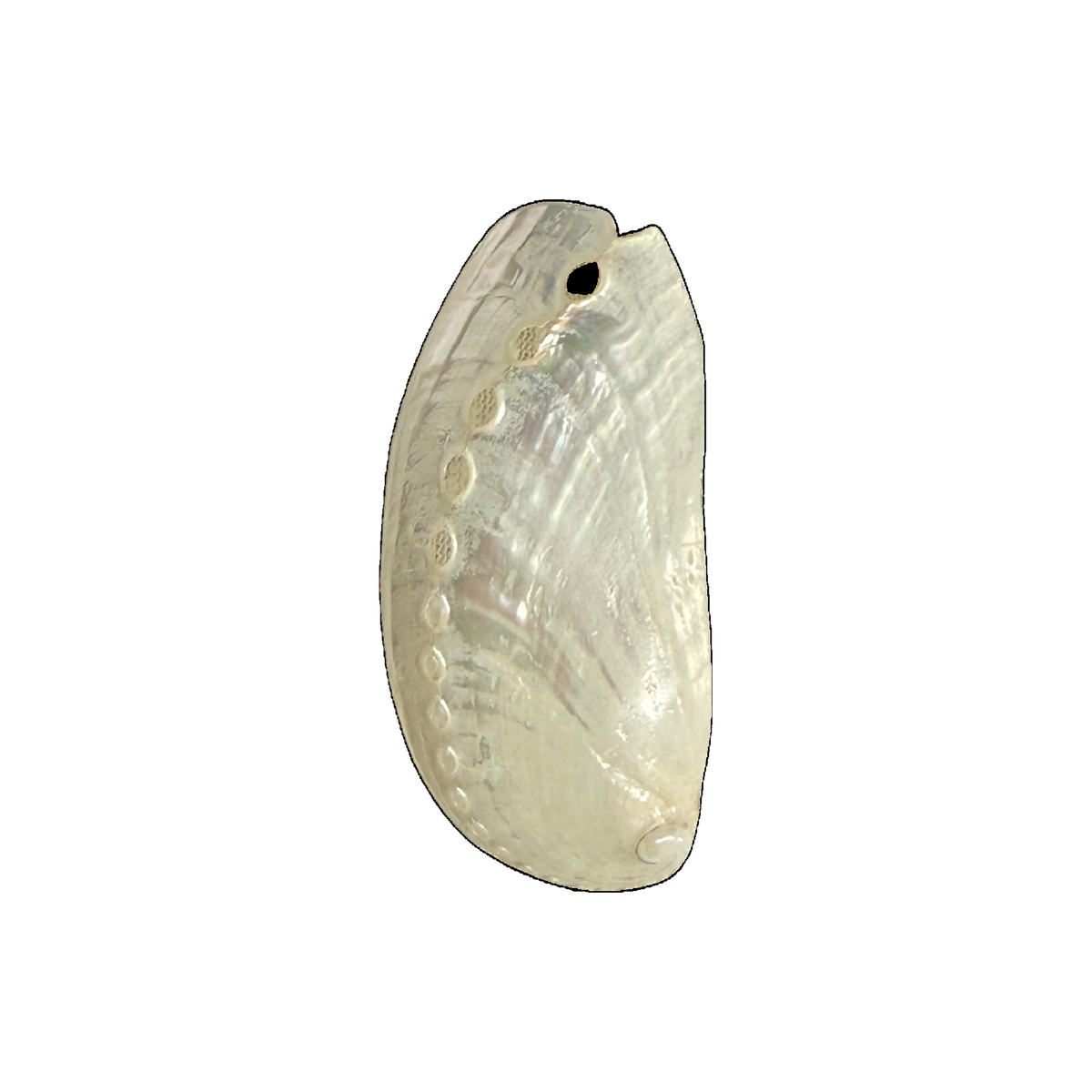 White Abalone Shell natural full edit on transparent background