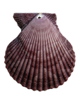 SUNRISE SEASHELLS transparent charm image