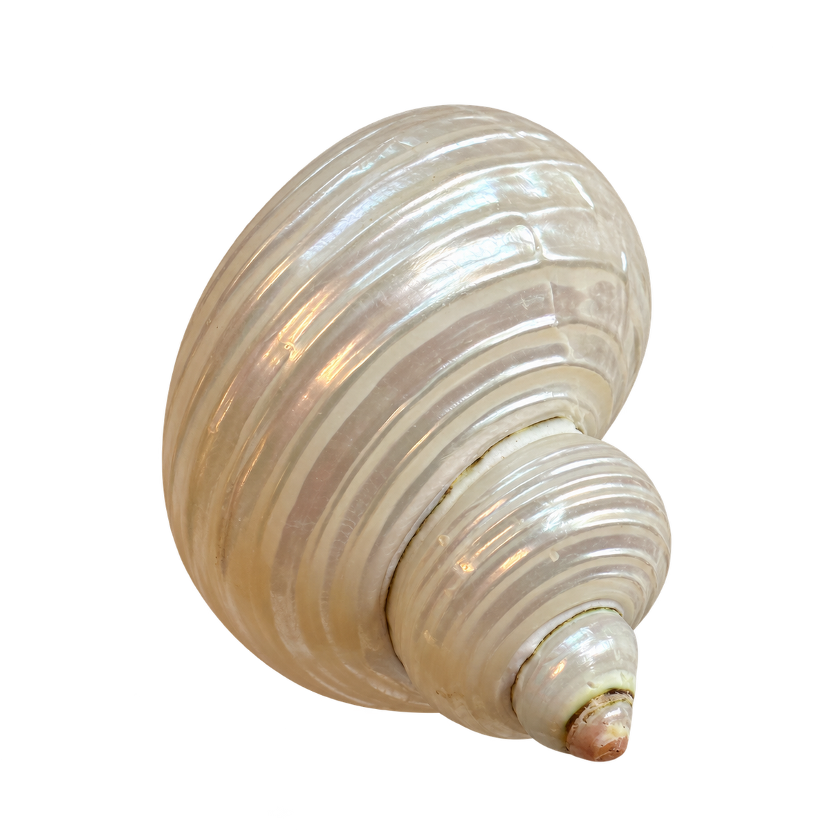Turbo Shell Charm transparent charm image